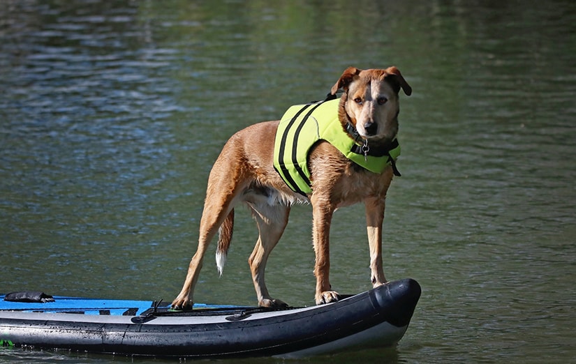 How To Teach Your Dog to Stand Up Paddle Board